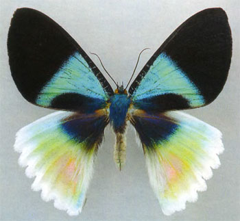 Анатаомия красоты. Или почему бабочки такие красивые?