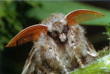 Голова самца бабочки шерстолапки стыдливой с перистыми усиками