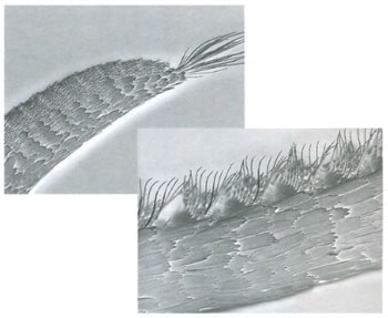 Чувствительные ворсинки на усиках бабочек под электронным микроскопом. Увеличение в 190 раз