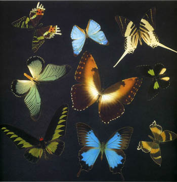 Многообразие бабочек