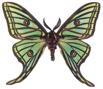 Разноусая бабочка грельсия Изабеллы