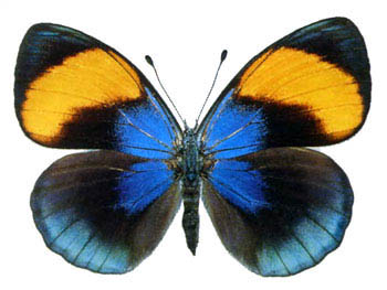Булавоусая бабочка калликора сапфирная