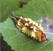 Гусеница бабочки гарпии убита повзрослевшими личинками паразитоидов