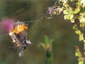Бабочка крапивница угодила в ловчие сети паука-крестовика