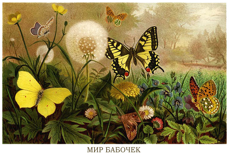 Мир бабочек