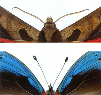 У бражников (Sphingidae) усики веретеновидные (вверху); в надсемействах дневных бабочек (Papilionidae) и толстоголовкообразных (Hesperiidae) - булавовидные