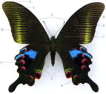 Схема крыла бабочки