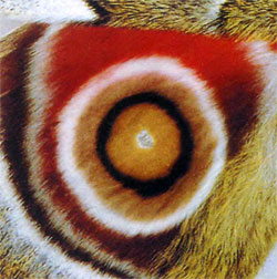 Рисунок крыла бабочки